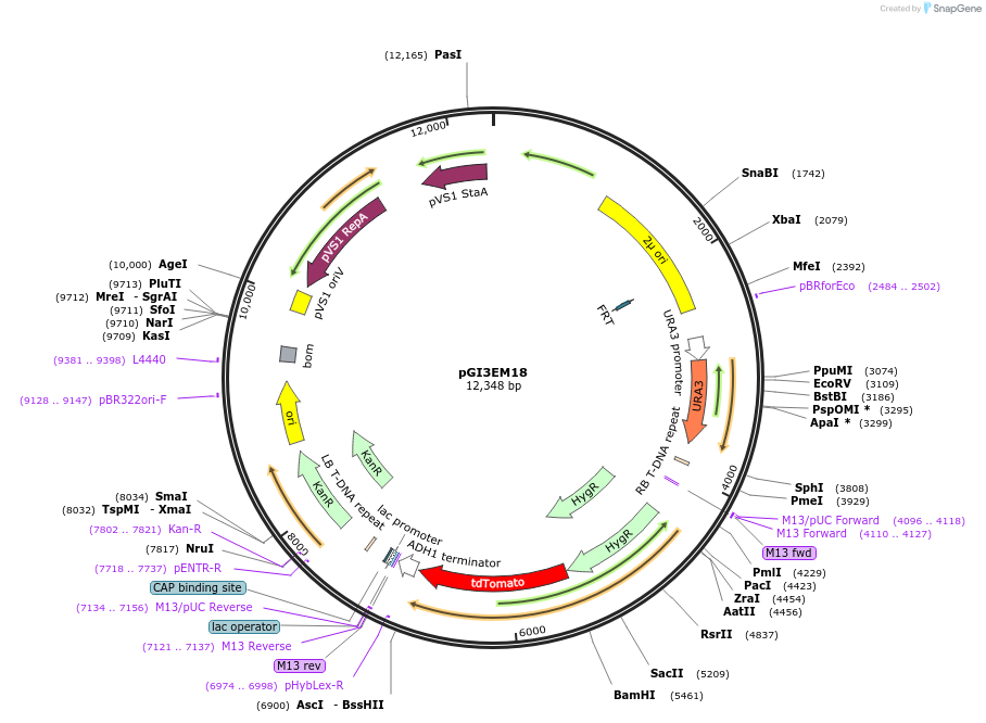 135484-plasmid-map-sequence-id-273746