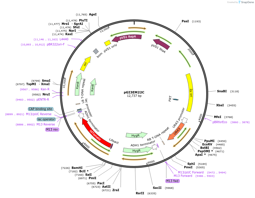 135488-plasmid-map-sequence-id-273750