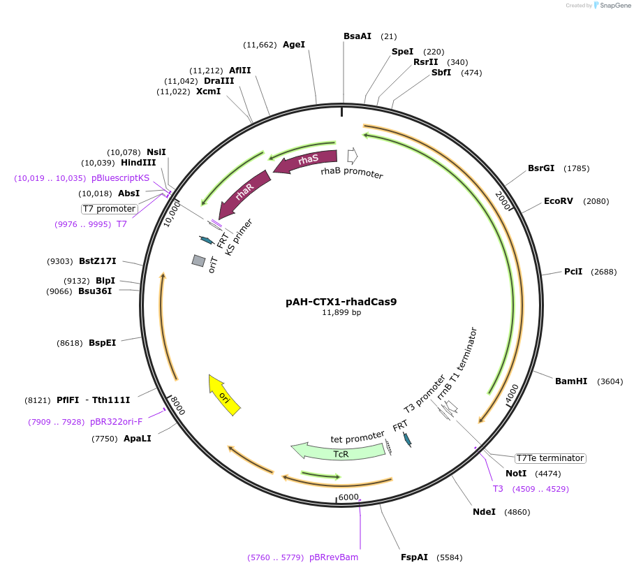 129391-plasmid-map-sequence-id-273754