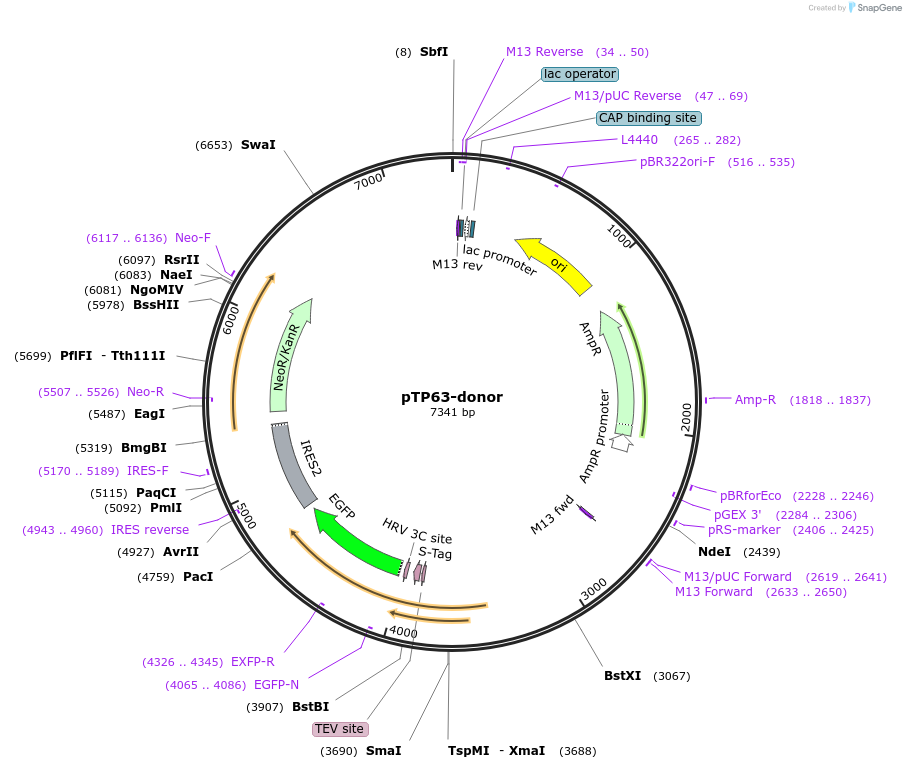 132477-plasmid-map-sequence-id-273771
