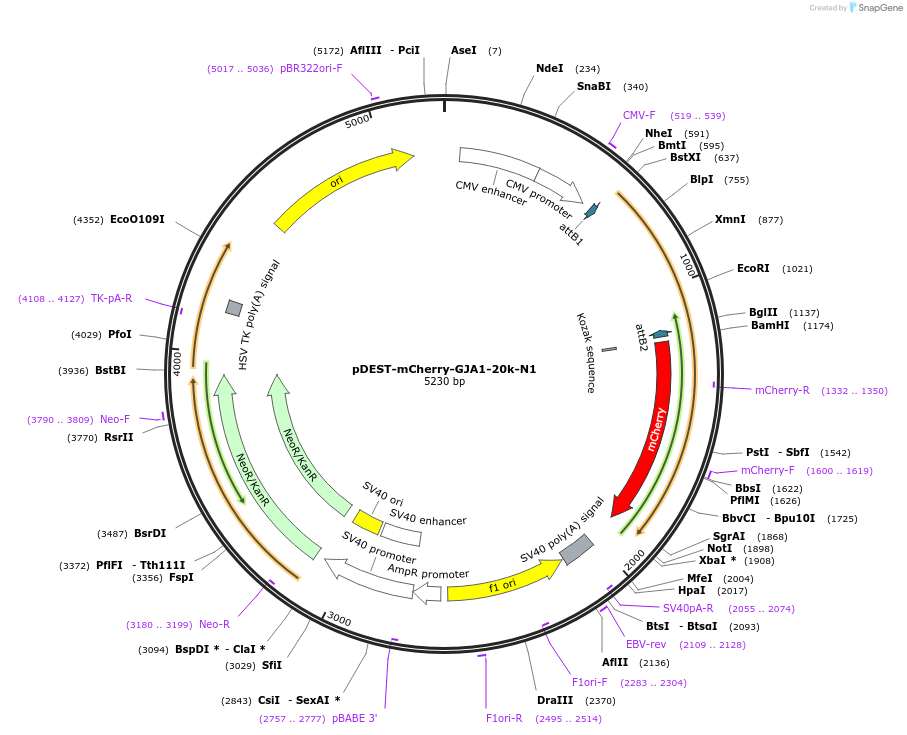 49861-plasmid-map-sequence-id-273778