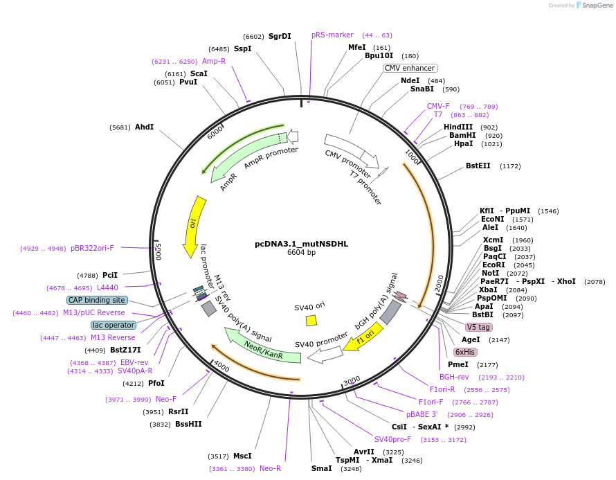 136428-plasmid-map-sequence-id-273784