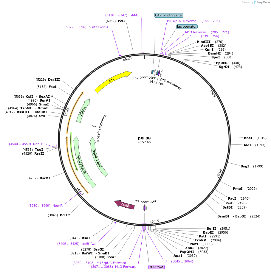 139039-plasmid-map-sequence-id-273789