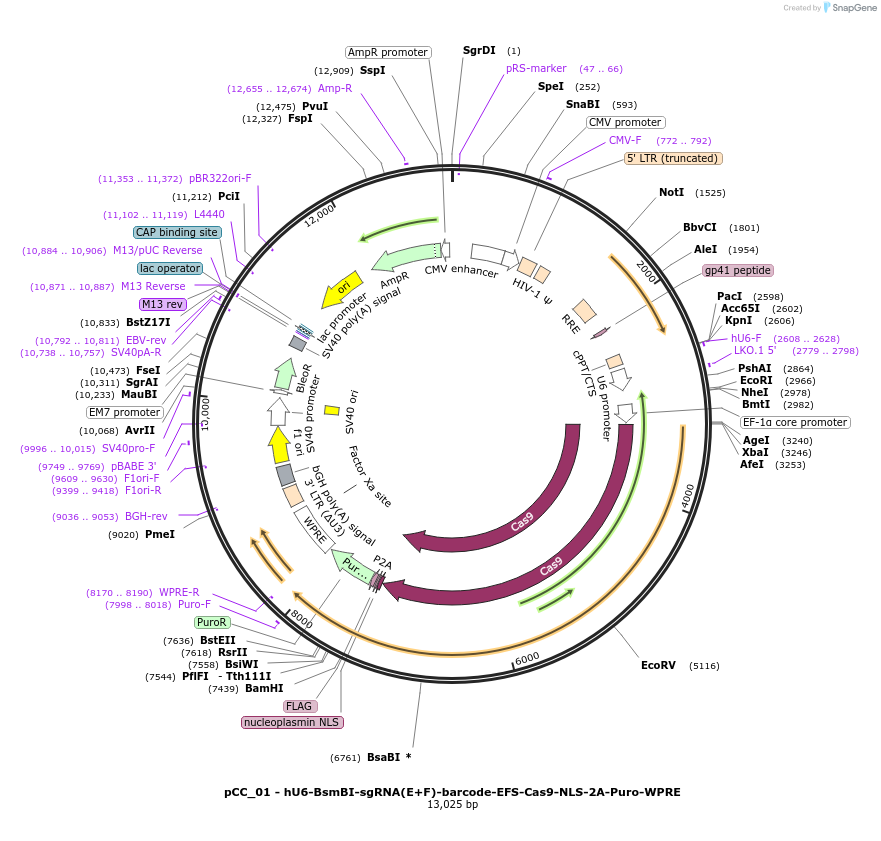 139086-plasmid-map-sequence-id-273882
