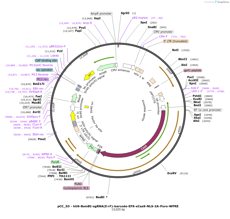 139088-plasmid-map-sequence-id-273884