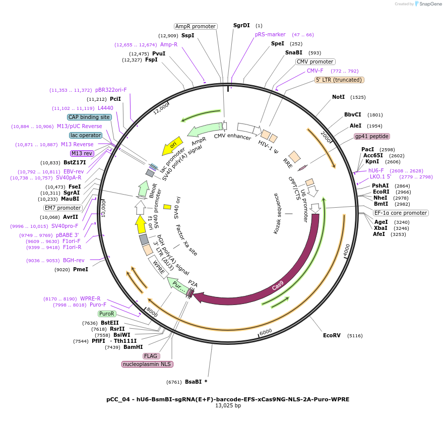 139089-plasmid-map-sequence-id-273885