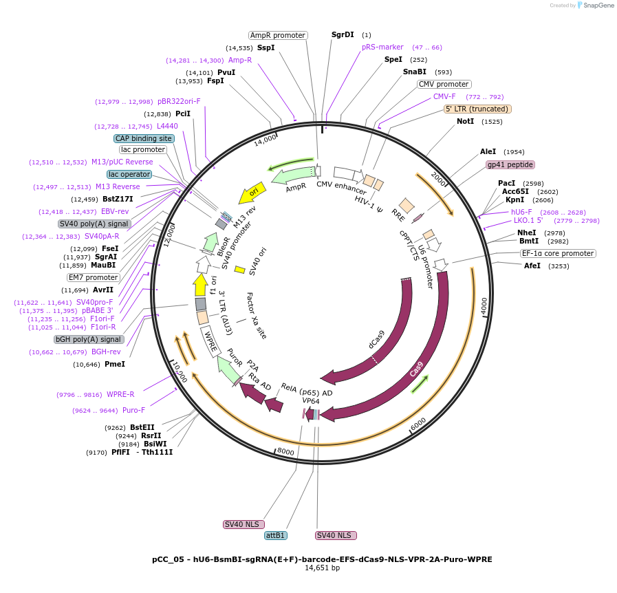 139090-plasmid-map-sequence-id-273886