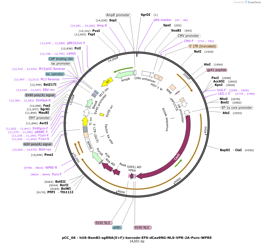 139091-plasmid-map-sequence-id-273888