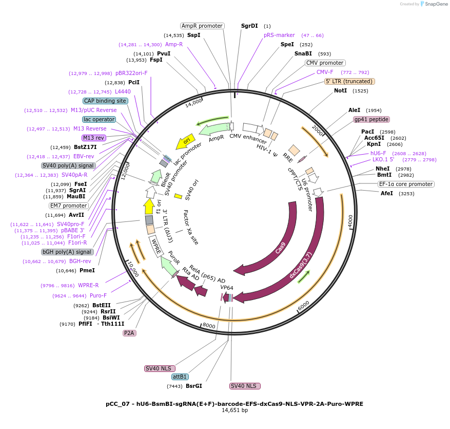 139092-plasmid-map-sequence-id-273889