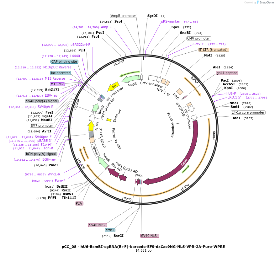 139093-plasmid-map-sequence-id-273890