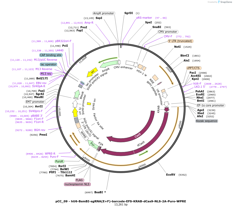 139094-plasmid-map-sequence-id-273891