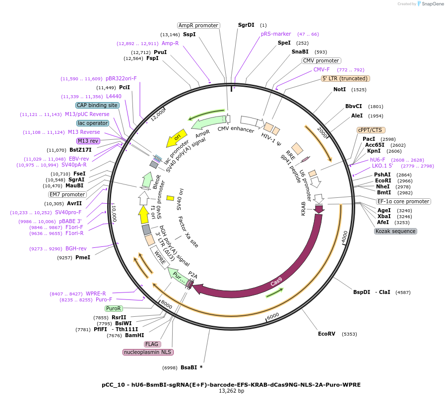 139095-plasmid-map-sequence-id-273892