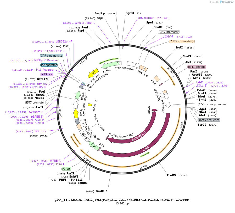 139096-plasmid-map-sequence-id-273894