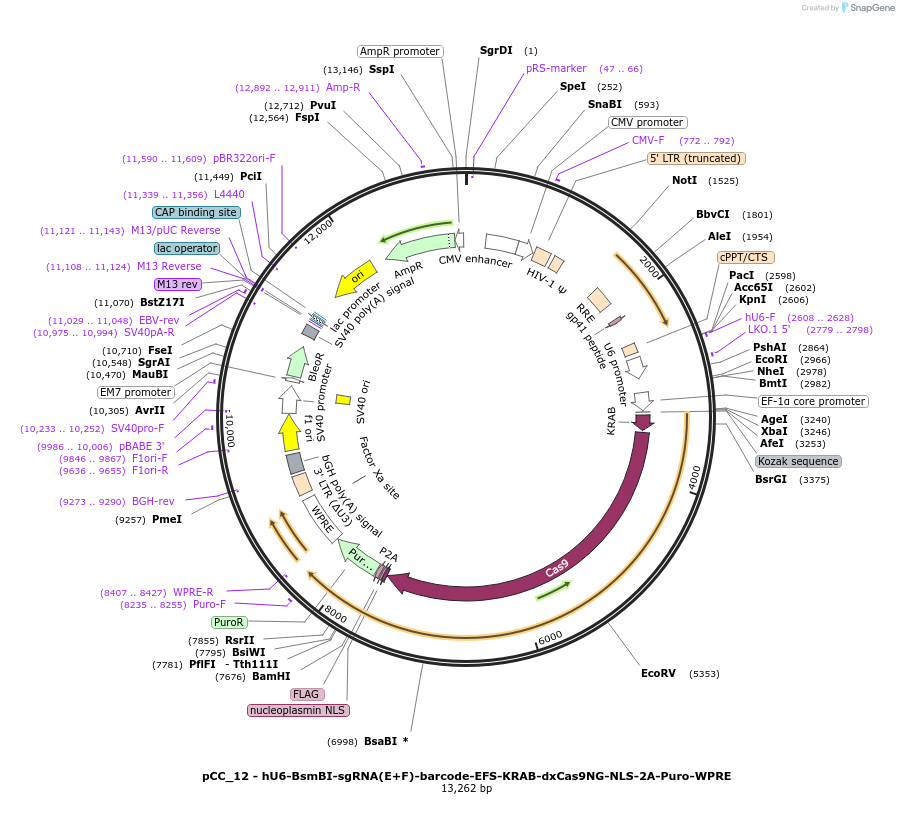 139097-plasmid-map-sequence-id-273896