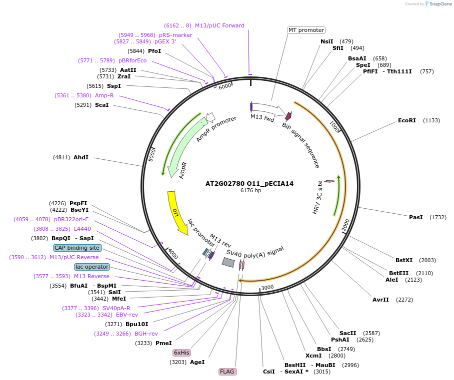 114837-plasmid-map-sequence-id-273910