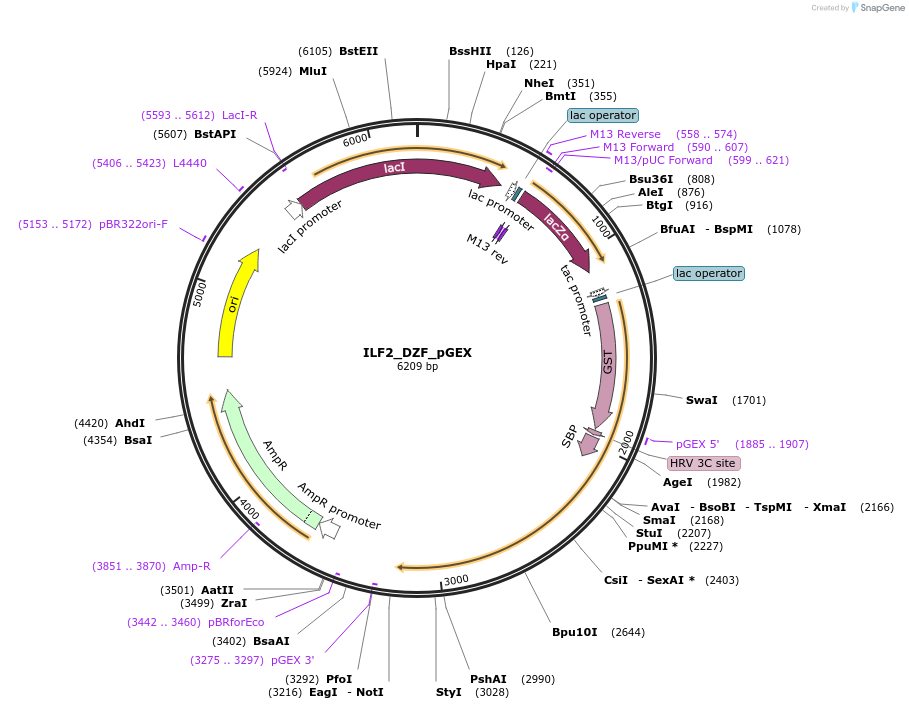 135162-plasmid-map-sequence-id-273911