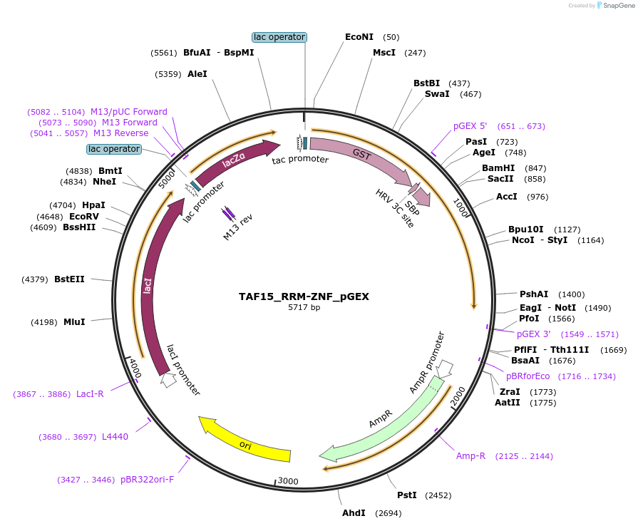 135111-plasmid-map-sequence-id-273916