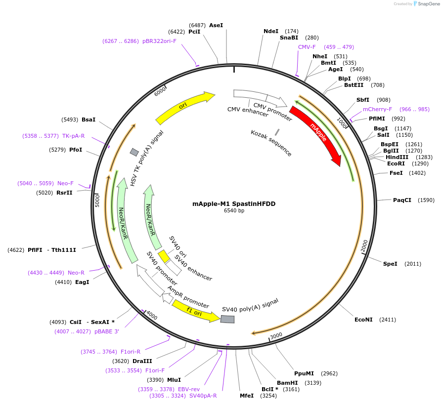134462-plasmid-map-sequence-id-273922