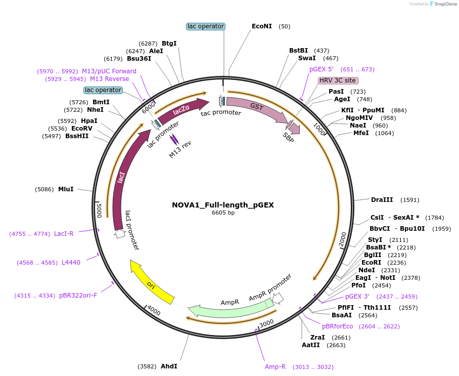 135147-plasmid-map-sequence-id-273933