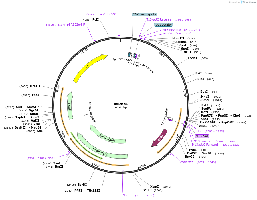 139033-plasmid-map-sequence-id-273937