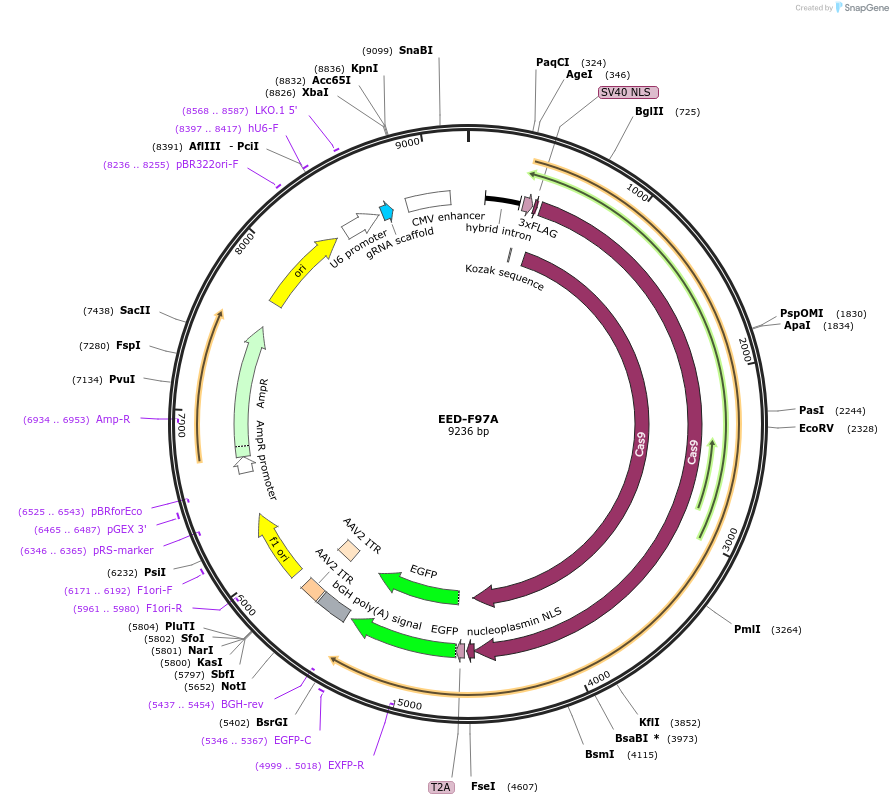 131326-plasmid-map-sequence-id-273940