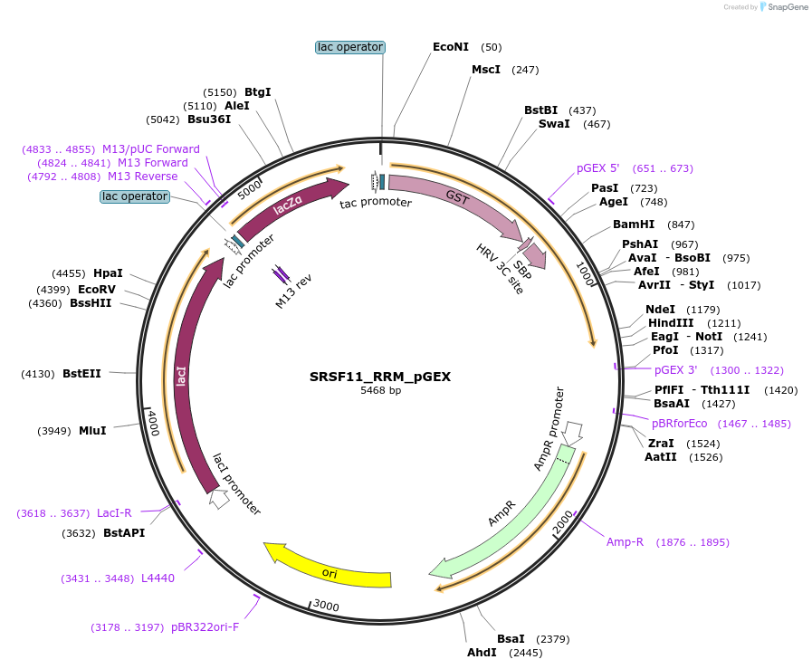 135121-plasmid-map-sequence-id-273943