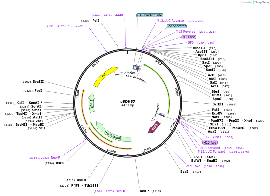 139047-plasmid-map-sequence-id-273944