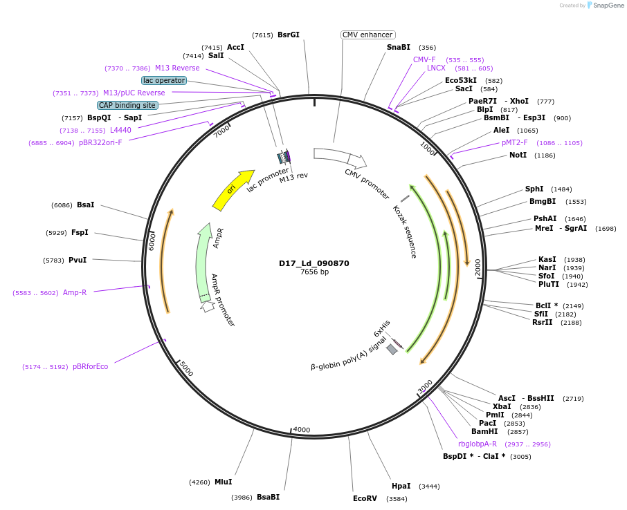 135833-plasmid-map-sequence-id-273949