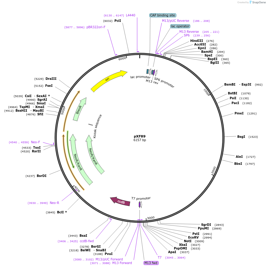 139030-plasmid-map-sequence-id-273953