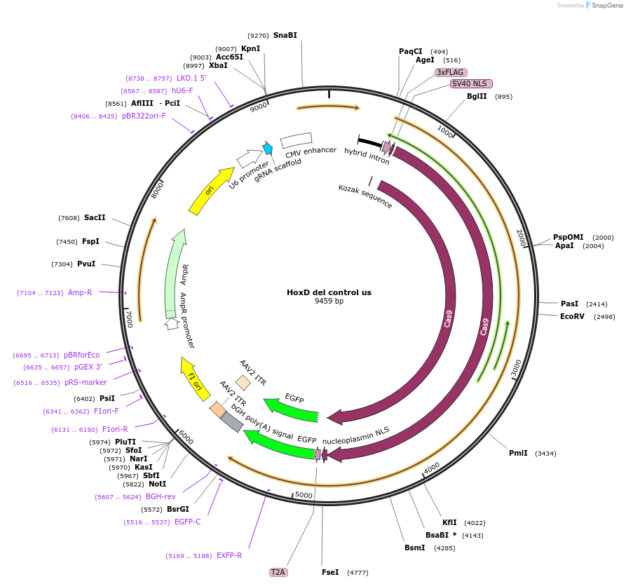 131335-plasmid-map-sequence-id-273957