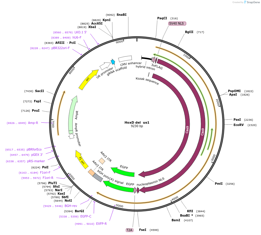 131337-plasmid-map-sequence-id-273958