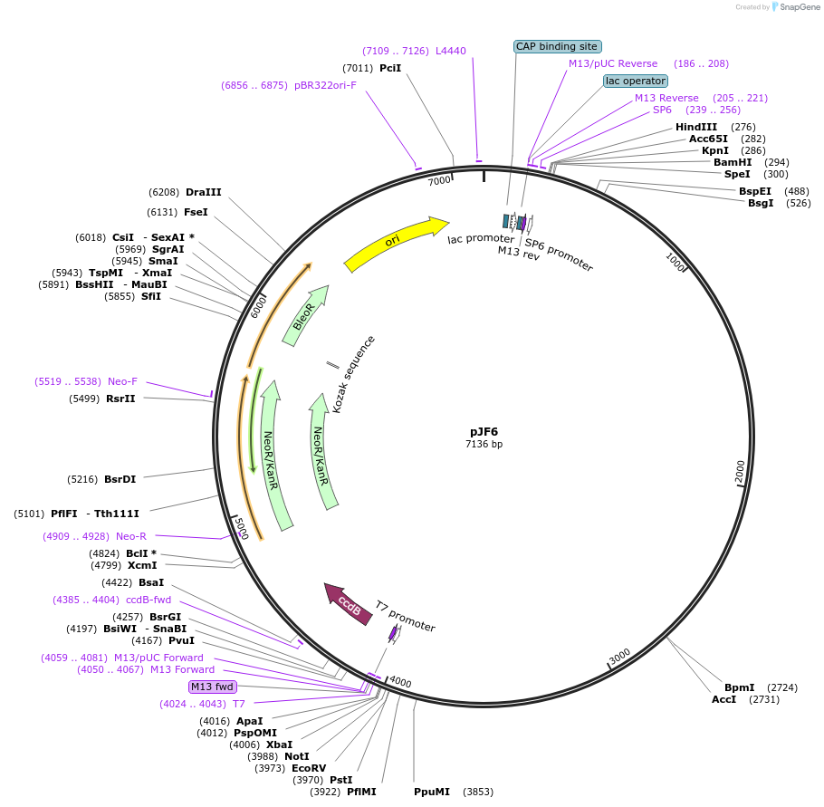 139040-plasmid-map-sequence-id-273961