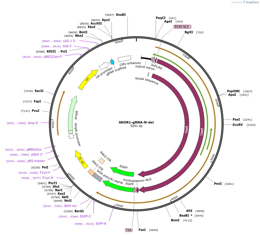 131331-plasmid-map-sequence-id-273963