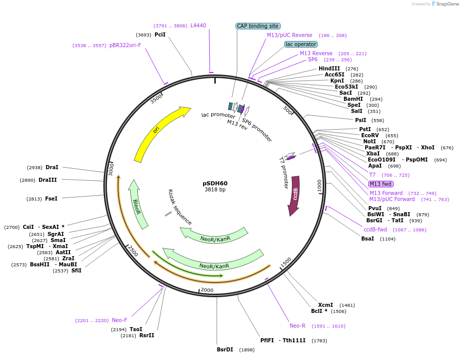 139029-plasmid-map-sequence-id-273965