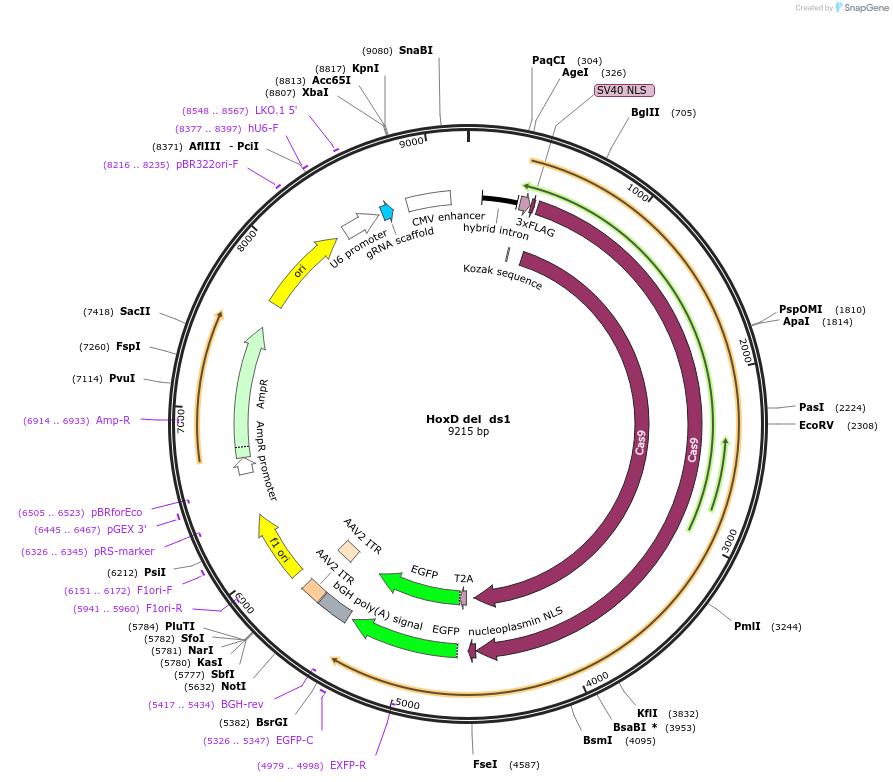 131338-plasmid-map-sequence-id-273966