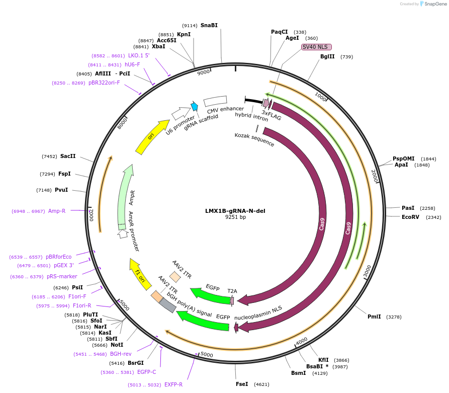 131333-plasmid-map-sequence-id-273968