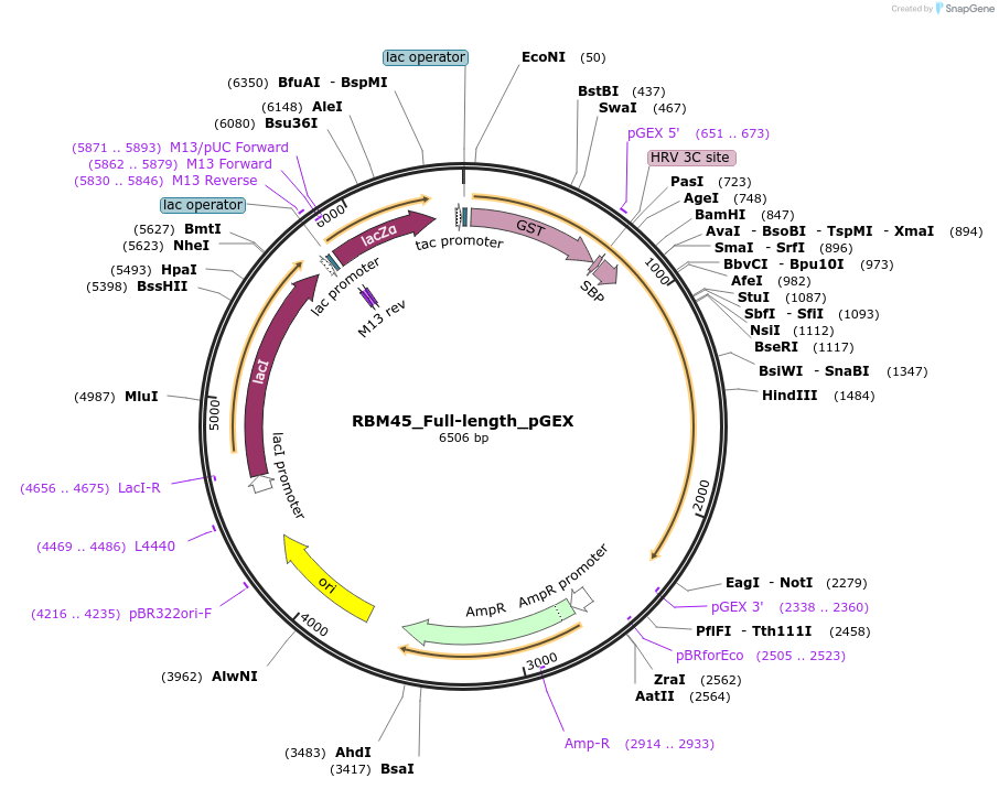 135127-plasmid-map-sequence-id-273977