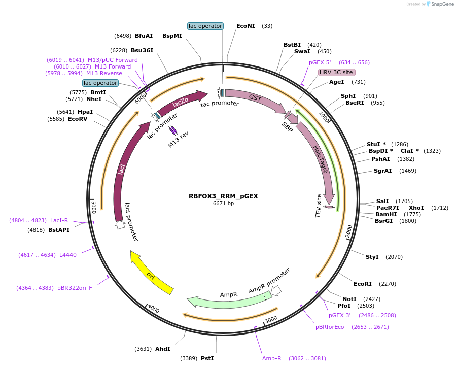 135131-plasmid-map-sequence-id-273979
