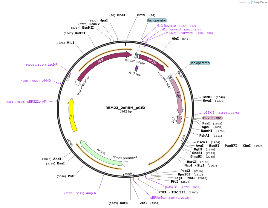 135118-plasmid-map-sequence-id-273982