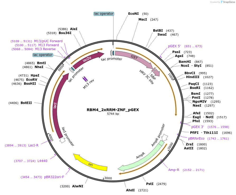135154-plasmid-map-sequence-id-273991