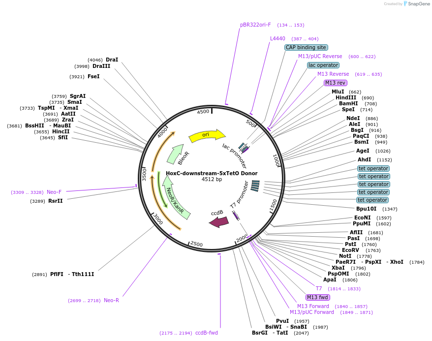 131341-plasmid-map-sequence-id-273992