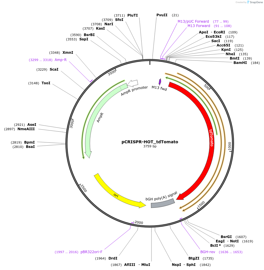 138567-plasmid-map-sequence-id-273998