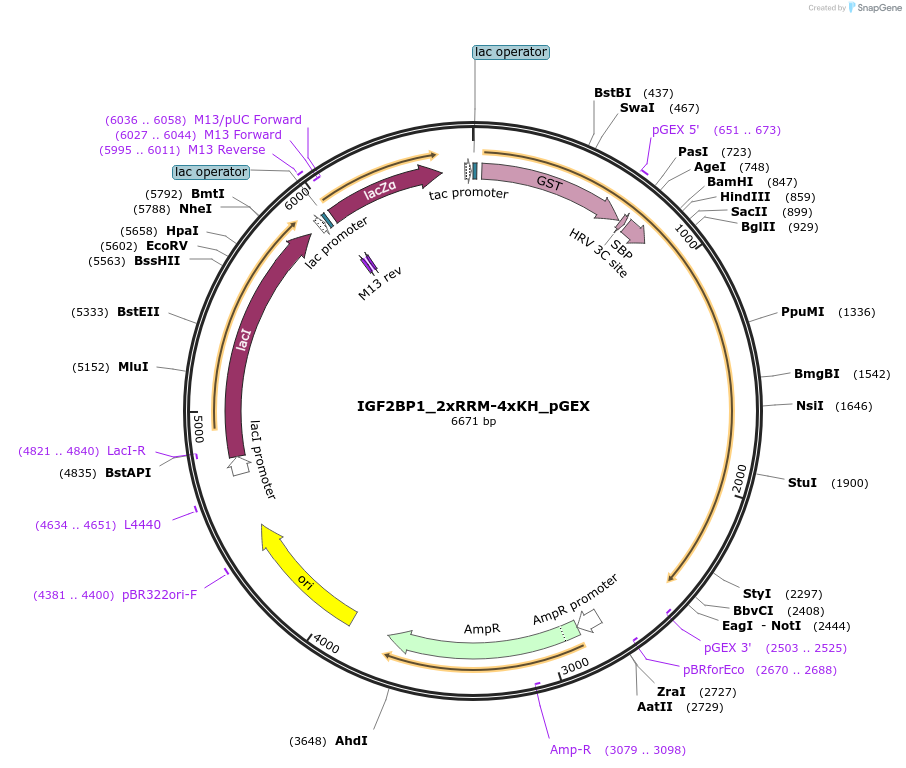 135122-plasmid-map-sequence-id-274001
