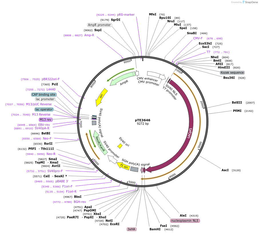 137714-plasmid-map-sequence-id-274022