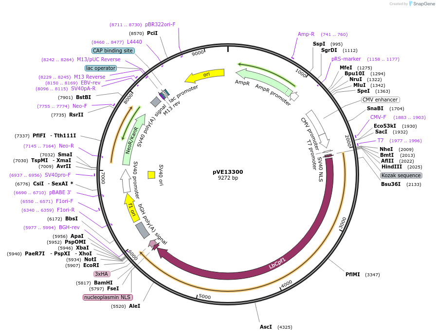 137715-plasmid-map-sequence-id-274023