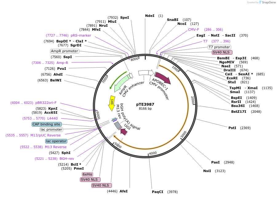137716-plasmid-map-sequence-id-274024