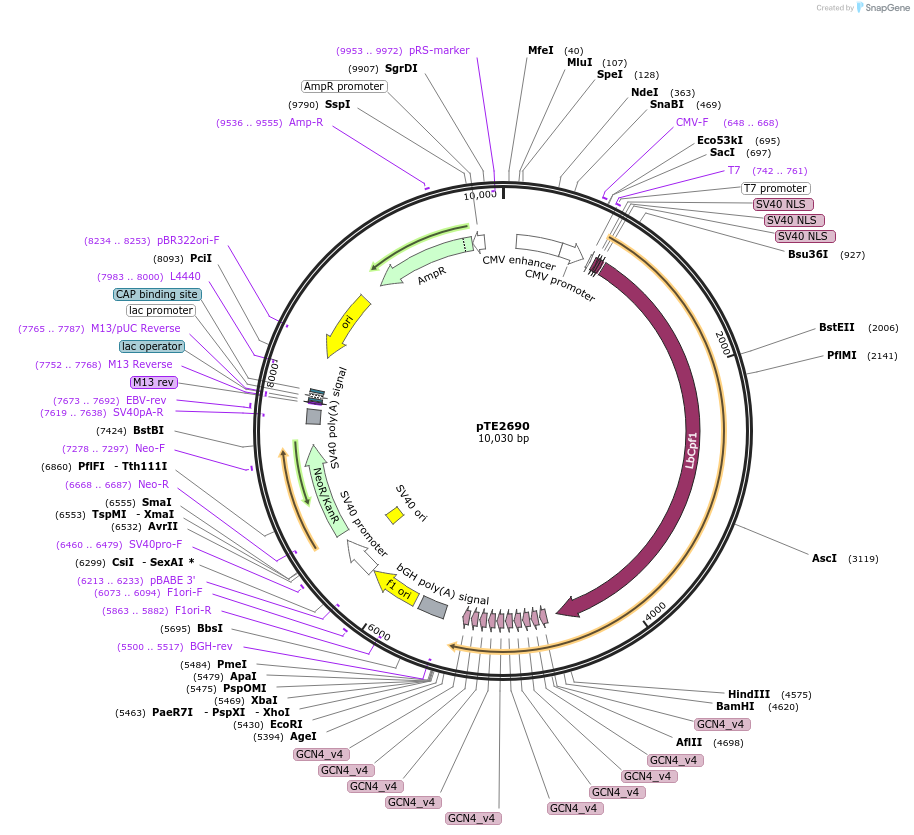 137717-plasmid-map-sequence-id-274029