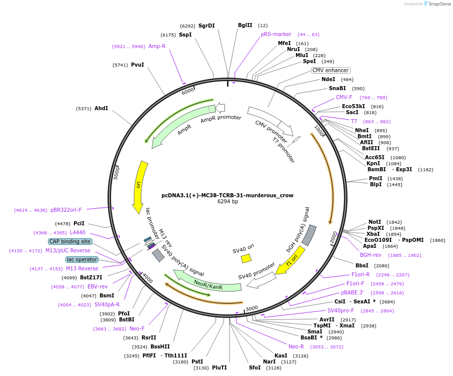 138986-plasmid-map-sequence-id-274030