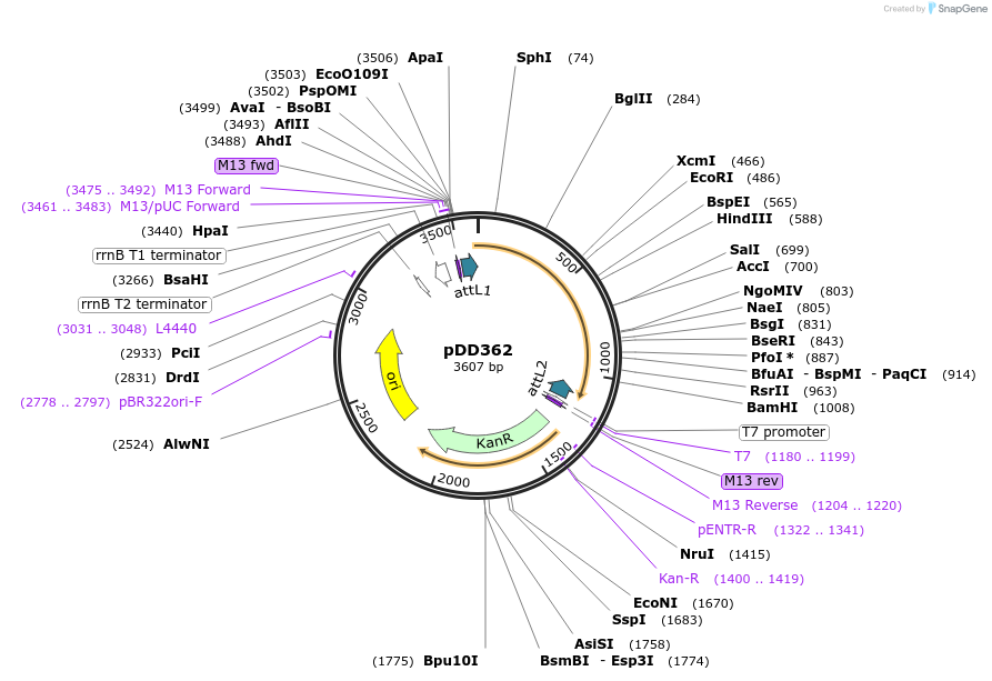 137023-plasmid-map-sequence-id-274041