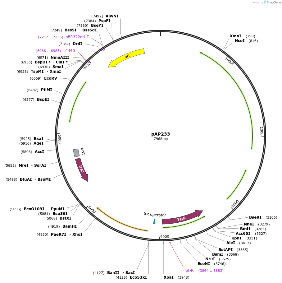 137753-plasmid-map-sequence-id-274045